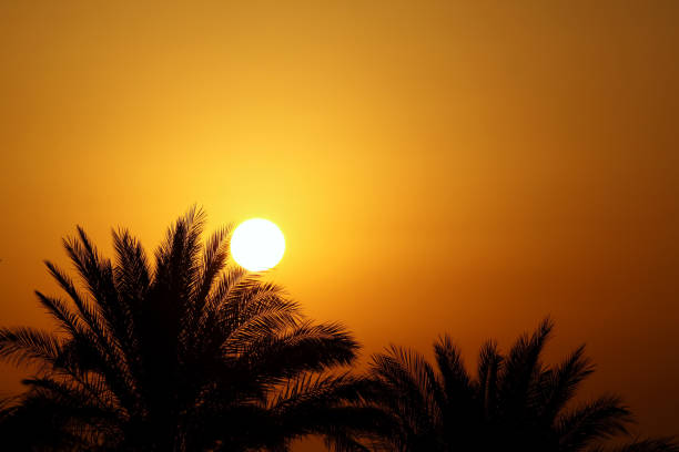 Silhouette of Palm Tree and Arabian Style tent with a street lamp.