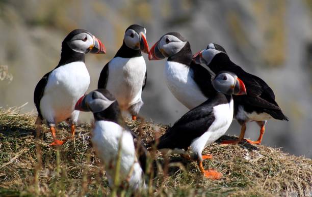 istock Wild puffins closed to each others in Iceland 872331548