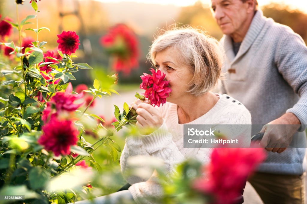 Senior couple with wheelchair on a walk. Senior couple on a walk. Senior man pushing a woman in a wheelchair on the village road. A disabled woman smelling flowers. Flower Stock Photo