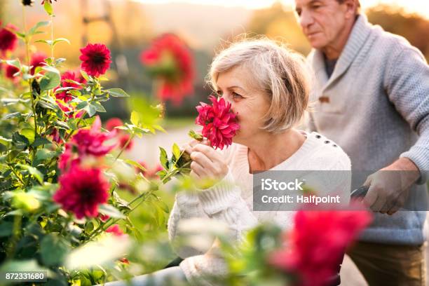 Senior Couple With Wheelchair On A Walk Stock Photo - Download Image Now - Flower, Senior Adult, Yard - Grounds