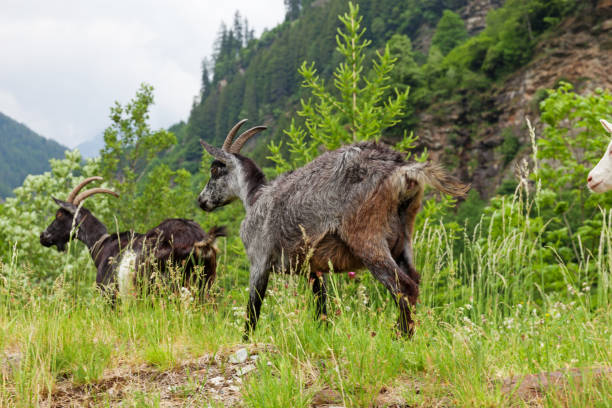 istock Goats pasture, free in the meadow 872332098