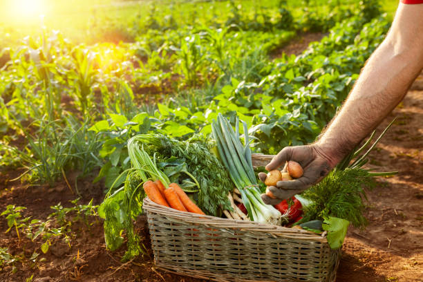 istock Farmer holding potato from wicker basket 872332304