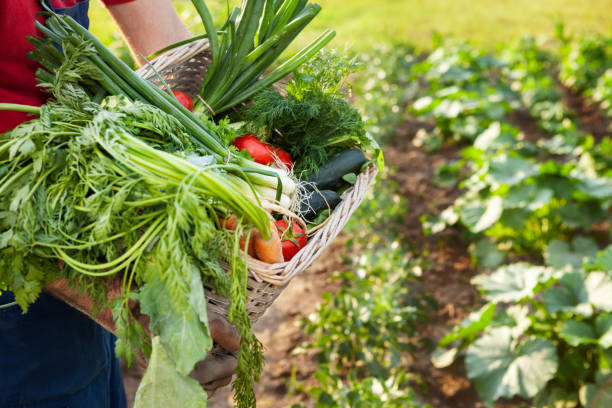 istock Gardener holding mixed vegetable in wicker basket. 872332412