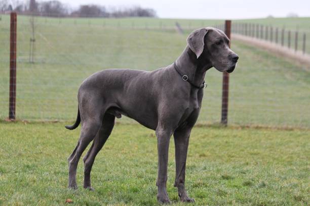 portrait of a great dane - great dane imagens e fotografias de stock