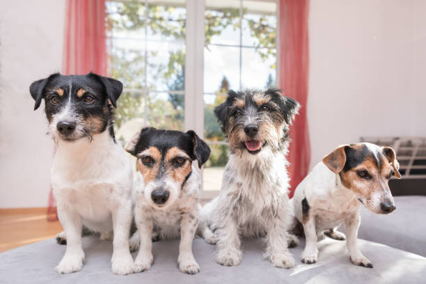istock Jack Russell Terrier - 4 dogs sitting side by side on the sofa 872334734