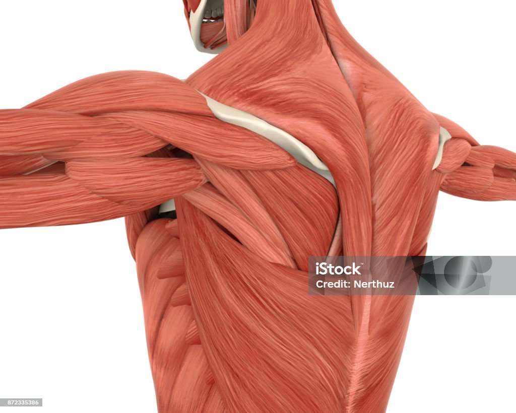 Muscles of the Back Anatomy Muscles of the Back Anatomy isolated on white background. 3D render Anatomy Stock Photo