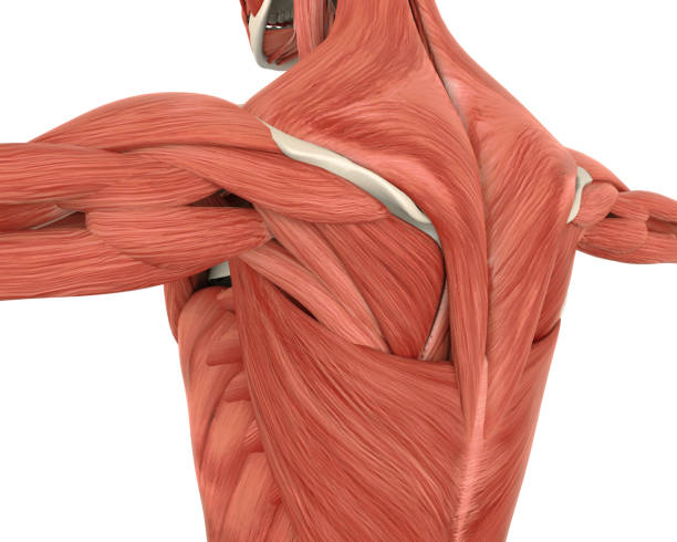 Muscles of the Back Anatomy Muscles of the Back Anatomy isolated on white background. 3D render deltoid stock pictures, royalty-free photos & images