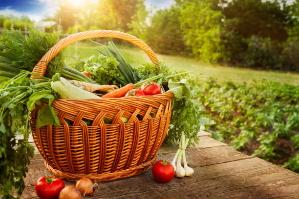 istock Mixed vegetables in basket on garden table 872335582