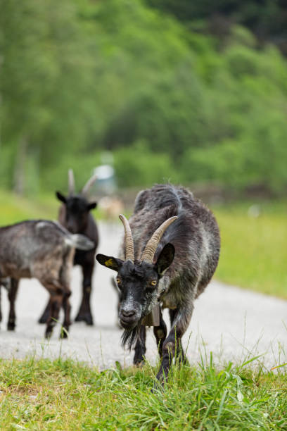 istock Goats pasture, free in the meadow 872335664