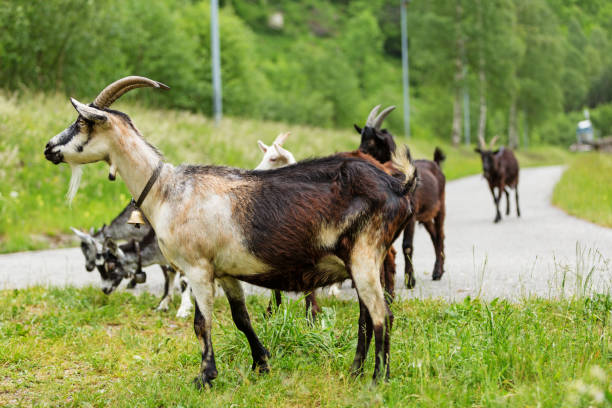 istock Goats pasture, free in the meadow 872335750