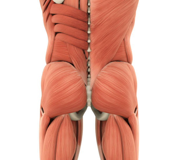 人間の臀部の筋肉の解剖学 - adductor magnus ストックフォトと画像