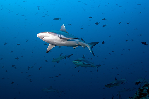 Gray Fin Reef Shark