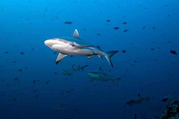 Gray Fin Reef Shark stock photo