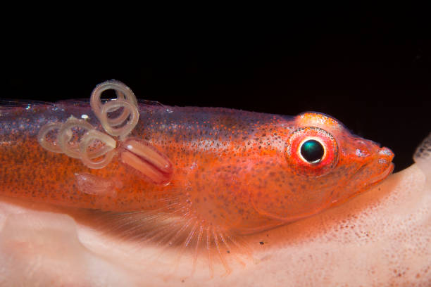 riff-fische-grundel - fish parasite stock-fotos und bilder