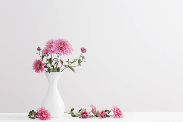 still life with chrysanthemums on white background stock photo
