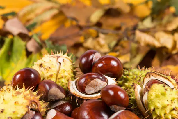 Photo of Bunch or pile of horse chestnuts on autumn leaves