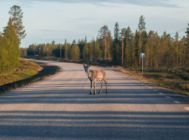 istock Raindeer in the middle of the road 872349570