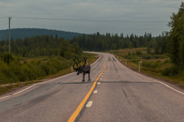 istock Reindeer walking on the road 872351880