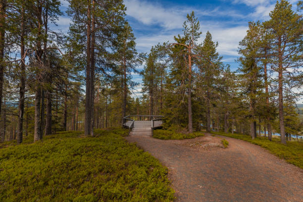 istock Observation spot in the woods 872352252