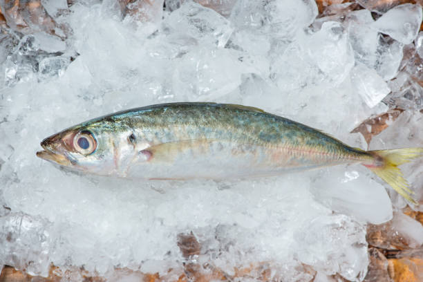 istock Fresh raw fish on ice on a wooden table. 872353090