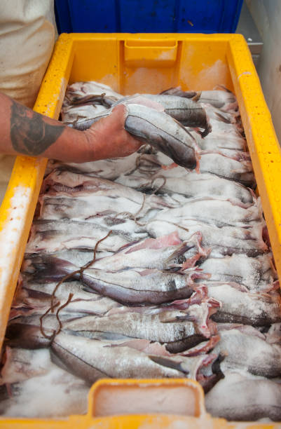 istock Arbroath Smokies. A specialty smoked haddock from Arbroath, Scotland. 872356852
