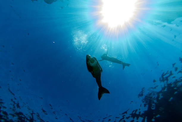 istock Mermaid swimming underwater in the deep blue sea 872357038