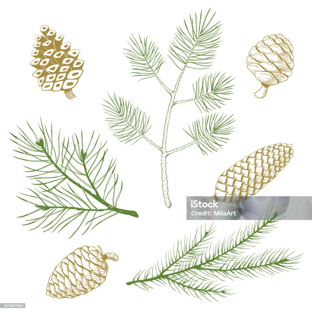 Conjunto de abeto verde y ramas de pino y piñas de oro. - arte vectorial de Piña de piñones libre de derechos