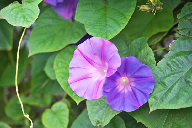 istock Flower of the morning glory 872357900