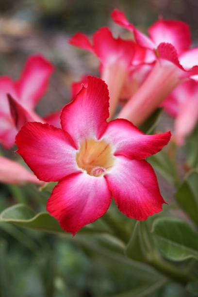 istock pink Adenium obesum flower 872360474