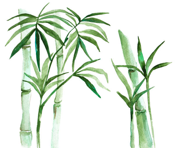 akwarela bambusowa ilustracja - bamboo watercolor painting isolated ink and brush stock illustrations