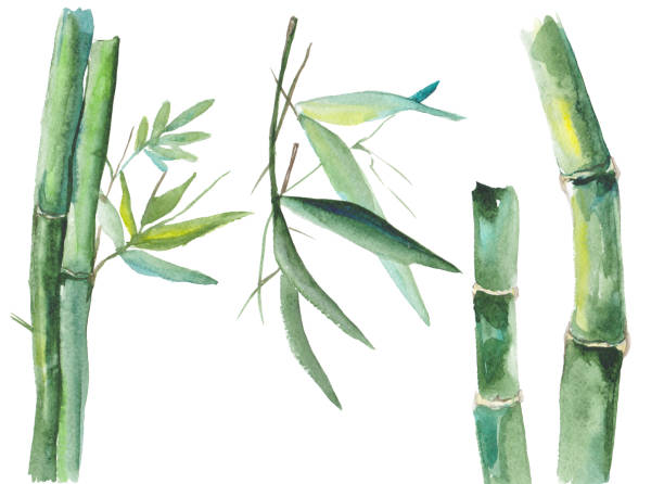 akwarela bambusowa ilustracja - bamboo watercolor painting isolated ink and brush stock illustrations