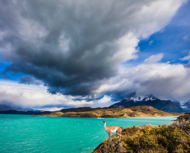 istock Guanaco on the lake 872368738