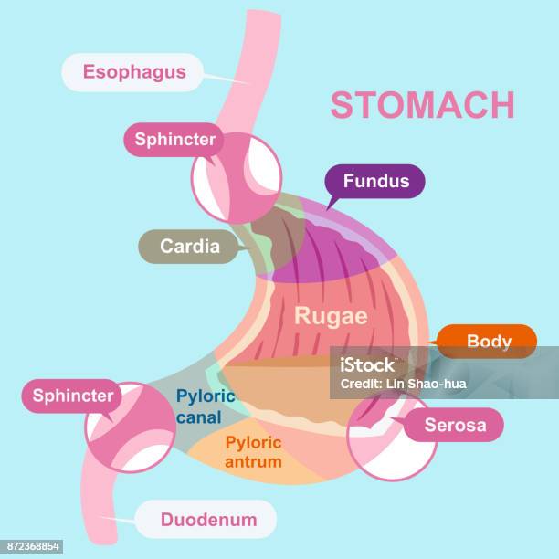 Cartoon Stomach Structure Stock Illustration - Download Image Now - Ruga, Abdomen, Anatomy