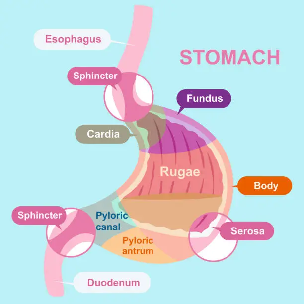 Vector illustration of cartoon stomach structure