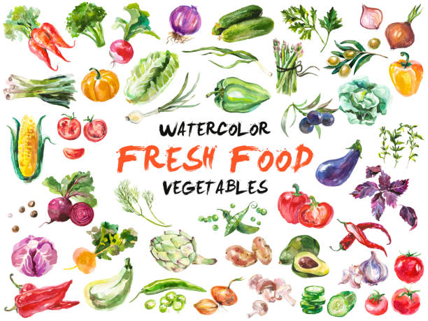 akwarelowe warzywa wyizolowane na białym - vegetable garden carrot vegetable organic stock illustrations