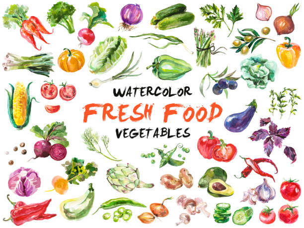 Watercolor vegetables isolated on white Watercolor painted collection of vegetables. Hand drawn fresh food design elements isolated on white background. radish art drawing stock illustrations