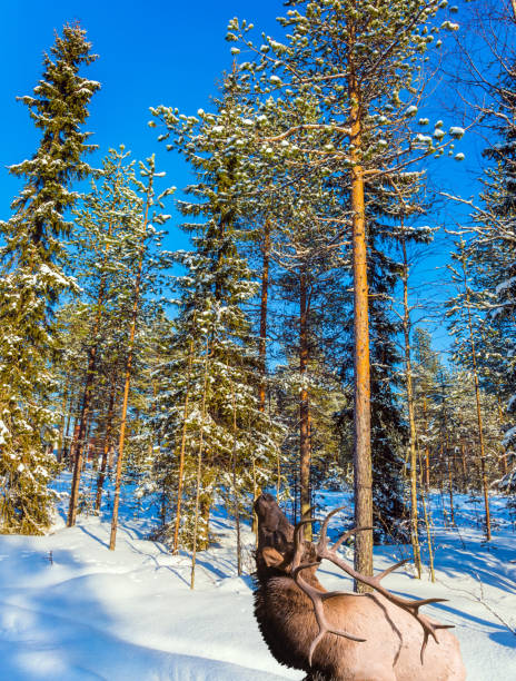 istock Reindeer with branched horns 872369010