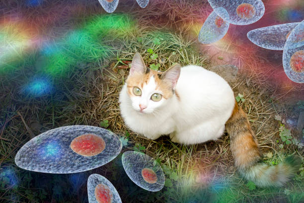 Toxoplasma gondii awareness conceptual image Toxoplasma gondii awareness conceptual image. 3D illustration showing Toxoplasma gondii tachyzoites and the cat which is the definitive host of parasites animal zygote stock pictures, royalty-free photos & images