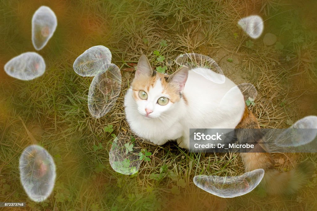 Toxoplasma gondii awareness conceptual image Toxoplasma gondii awareness conceptual image. 3D illustration showing Toxoplasma gondii tachyzoites and the cat which is the definitive host of parasites Toxoplasma Gondii Stock Photo
