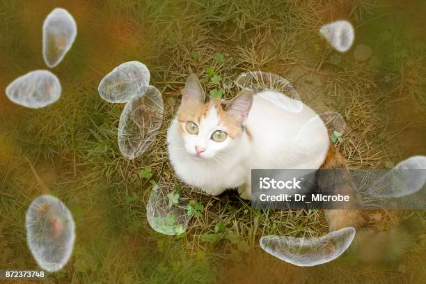 Toxoplasma Gondii Awareness Conceptual Image Stock Photo - Download Image Now - Toxoplasma Gondii, Domestic Cat, Bacterium