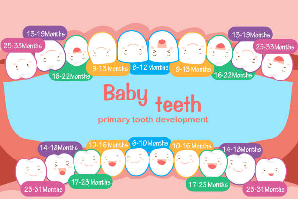 baby tooth chart baby tooth chart on the blue background baby teeth stock illustrations