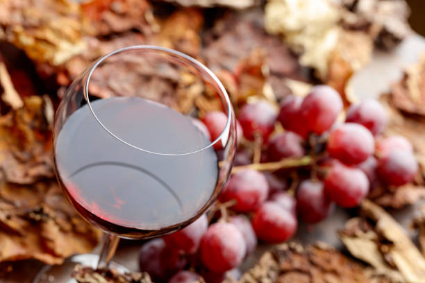 Glass  of red wine on a table with grapes and dried up vine leaves .
