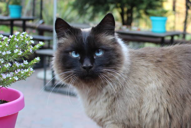 Balinese Cat with Blue Eyes Portrait of Balinese Cat balinese culture stock pictures, royalty-free photos & images