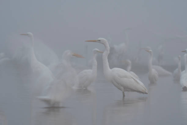 istock Flock of Egrets in Fog 872381644