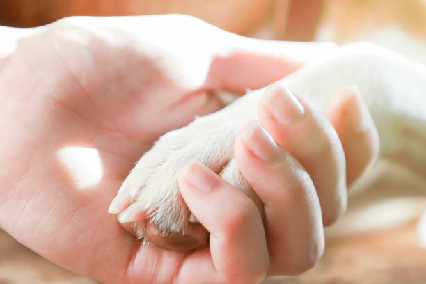 Girl holding paws and dog head, toned.