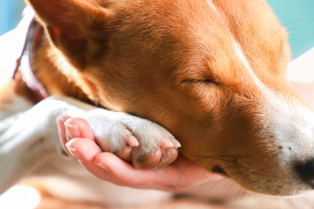 istock Girl holding paws and dog head. 872382490