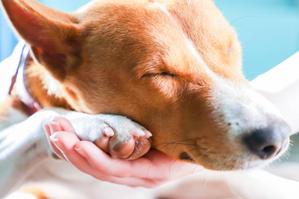 istock Girl holding paws and dog head. 872382492