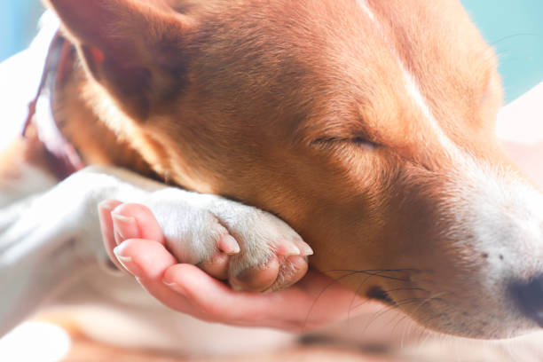 istock Girl holding paws and dog head. 872382508