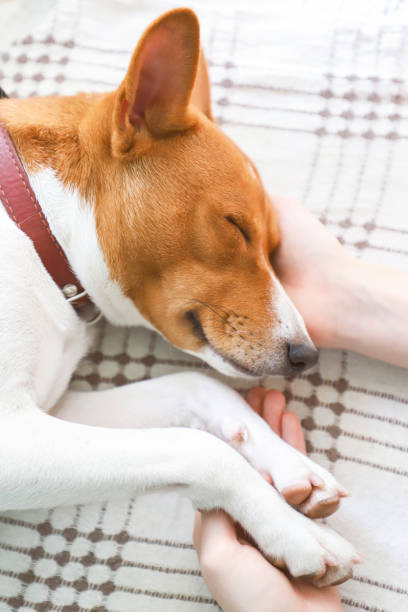 istock Girl holding paws and dog head. 872382608