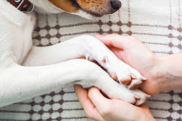 istock Girl holding paws and dog head, toned. 872382700